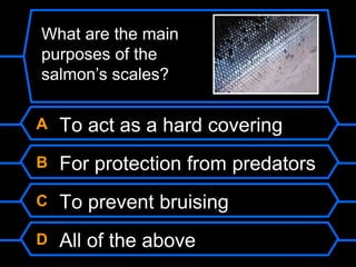A To act as a hard covering
B For protection from predators
C To prevent bruising
D All of the above
What are the main
purposes of the
salmon’s scales?
 
