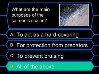 A To act as a hard covering
B For protection from predators
C To prevent bruising
D All of the above
What are the main
purposes of the
salmon’s scales?
 