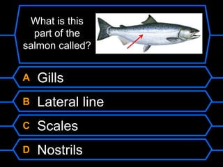 A Gills
B Lateral line
C Scales
D Nostrils
What is this
part of the
salmon called?
 