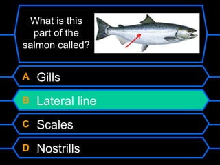 A Gills
B Lateral line
C Scales
D Nostrills
What is this
part of the
salmon called?
 