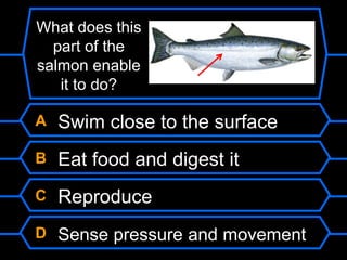 A Swim close to the surface
B Eat food and digest it
C Reproduce
D Sense pressure and movement
What does this
part of the
salmon enable
it to do?
 