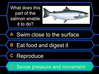 A Swim close to the surface
B Eat food and digest it
C Reproduce
D Sense pressure and movement
What does this
part of the
salmon enable
it to do?
 