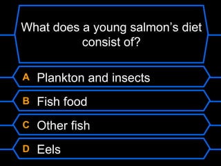 What does a young salmon’s diet
consist of?
A Plankton and insects
B Fish food
C Other fish
D Eels
 