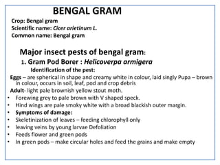 pest of pulses | PPTX
