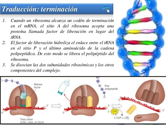 Dogma Central de la Biología Molecular