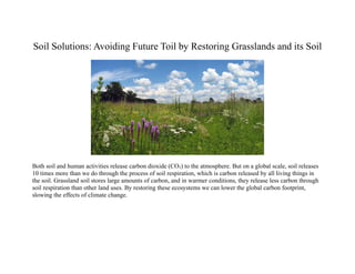 Soil Solutions: Avoiding Future Toil by Restoring Grasslands and its Soil
Both soil and human activities release carbon dioxide (CO2) to the atmosphere. But on a global scale, soil releases
10 times more than we do through the process of soil respiration, which is carbon released by all living things in
the soil. Grassland soil stores large amounts of carbon, and in warmer conditions, they release less carbon through
soil respiration than other land uses. By restoring these ecosystems we can lower the global carbon footprint,
slowing the effects of climate change.
 