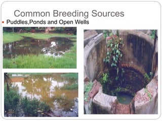 Common Breeding Sources
 Puddles,Ponds and Open Wells
 