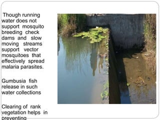 Though running
water does not
support mosquito
breeding check
dams and slow
moving streams
support vector
mosquitoes that
effectively spread
malaria parasites.
Gumbusia fish
release in such
water collections
Clearing of rank
vegetation helps in
preventing
 