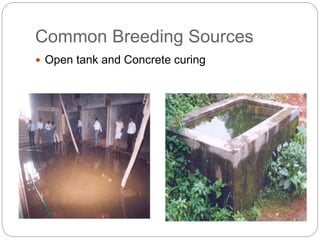 Common Breeding Sources
 Open tank and Concrete curing
 