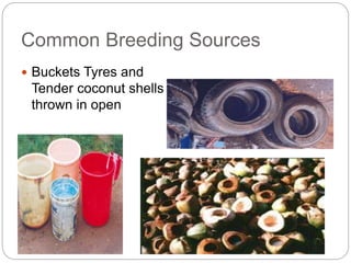 Common Breeding Sources
 Buckets Tyres and
Tender coconut shells
thrown in open
 