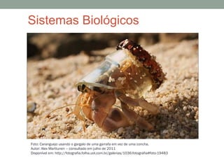 Sistemas Biológicos
Foto: Caranguejo usando o gargalo de uma garrafa em vez de uma concha.
Autor: Alex Marttunen – consultado em julho de 2011
Disponível em: http://fotografia.folha.uol.com.br/galerias/1036-fotografia#foto-19483
 