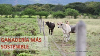 Sellos de carne eco amigable y de bienestar animal: están los consumidores de Cali dispuestos a pagar más?