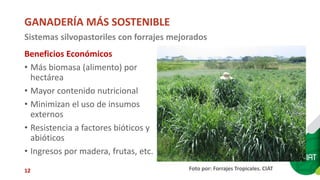 Sellos de carne eco amigable y de bienestar animal: están los consumidores de Cali dispuestos a pagar más?