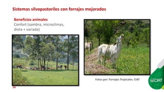 Sellos de carne eco amigable y de bienestar animal: están los consumidores de Cali dispuestos a pagar más?