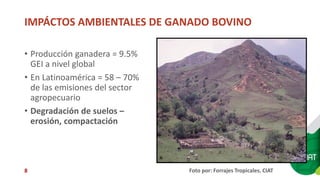 Sellos de carne eco amigable y de bienestar animal: están los consumidores de Cali dispuestos a pagar más?