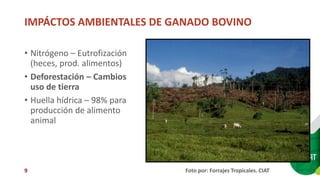Sellos de carne eco amigable y de bienestar animal: están los consumidores de Cali dispuestos a pagar más?