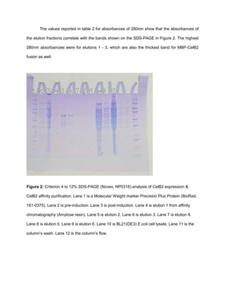 The values reported in table 2 for absorbances of 280nm show that the absorbances of
the elution fractions correlate with the bands shown on the SDS-PAGE in Figure 2. The highest
280nm absorbancies were for elutions 1 - 3, which are also the thickest band for MBP-CelB2
fusion as well.
Figure 2: Criterion 4 to 12% SDS-PAGE (Novex, NP0316) analysis of CelB2 expression &
CelB2 affinity purification. Lane 1 is a Molecular Weight marker Precision Plus Protein (BioRad,
161-0375). Lane 2 is pre-induction. Lane 3 is post-induction. Lane 4 is elution 1 from affinity
chromatography (Amylose resin). Lane 5 is elution 2. Lane 6 is elution 3. Lane 7 is elution 4.
Lane 8 is elution 5. Lane 9 is elution 6. Lane 10 is BL21(DE3) E.coli cell lysate. Lane 11 is the
column’s wash. Lane 12 is the column’s flow.
 