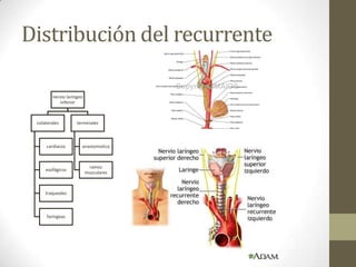 Distribución del recurrente

        nervio laríngeo
           inferior



 colaterales        terminales



     cardiac...