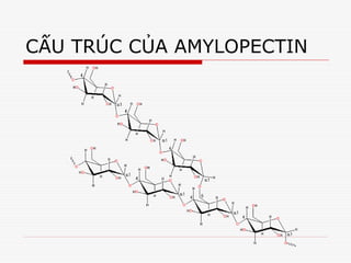 CẤU TRÚC CỦA AMYLOPECTIN
 