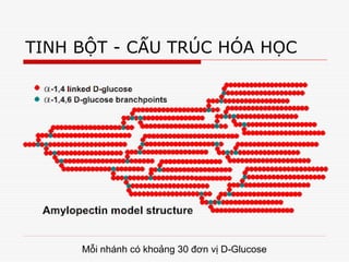 Mỗi nhánh có khoảng 30 đơn vị D-Glucose
TINH BỘT - CẤU TRÚC HÓA HỌC
 