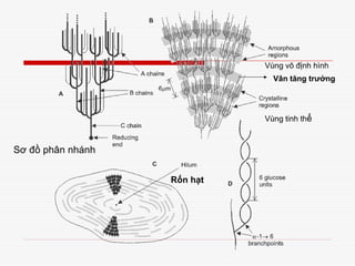 Sơ đồ phân nhánh
Vùng vô định hình
Vùng tinh thể
Vân tăng trưởng
Rốn hạt
 