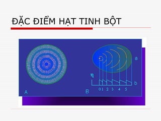 ĐẶC ĐIỂM HẠT TINH BỘT
 