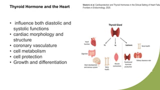 Thyroid Hormone and the Heart
Mastorci et al. Cardioprotection and Thyroid Hormones in the Clinical Setting of Heart Failur
Frontiers in Endocrinology, 2020.
• influence both diastolic and
systolic functions
• cardiac morphology and
structure
• coronary vasculature
• cell metabolism
• cell protection
• Growth and differentiation
 