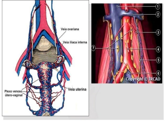 Aula de anatomia de aparelho reprodutor feminino seminários - helson