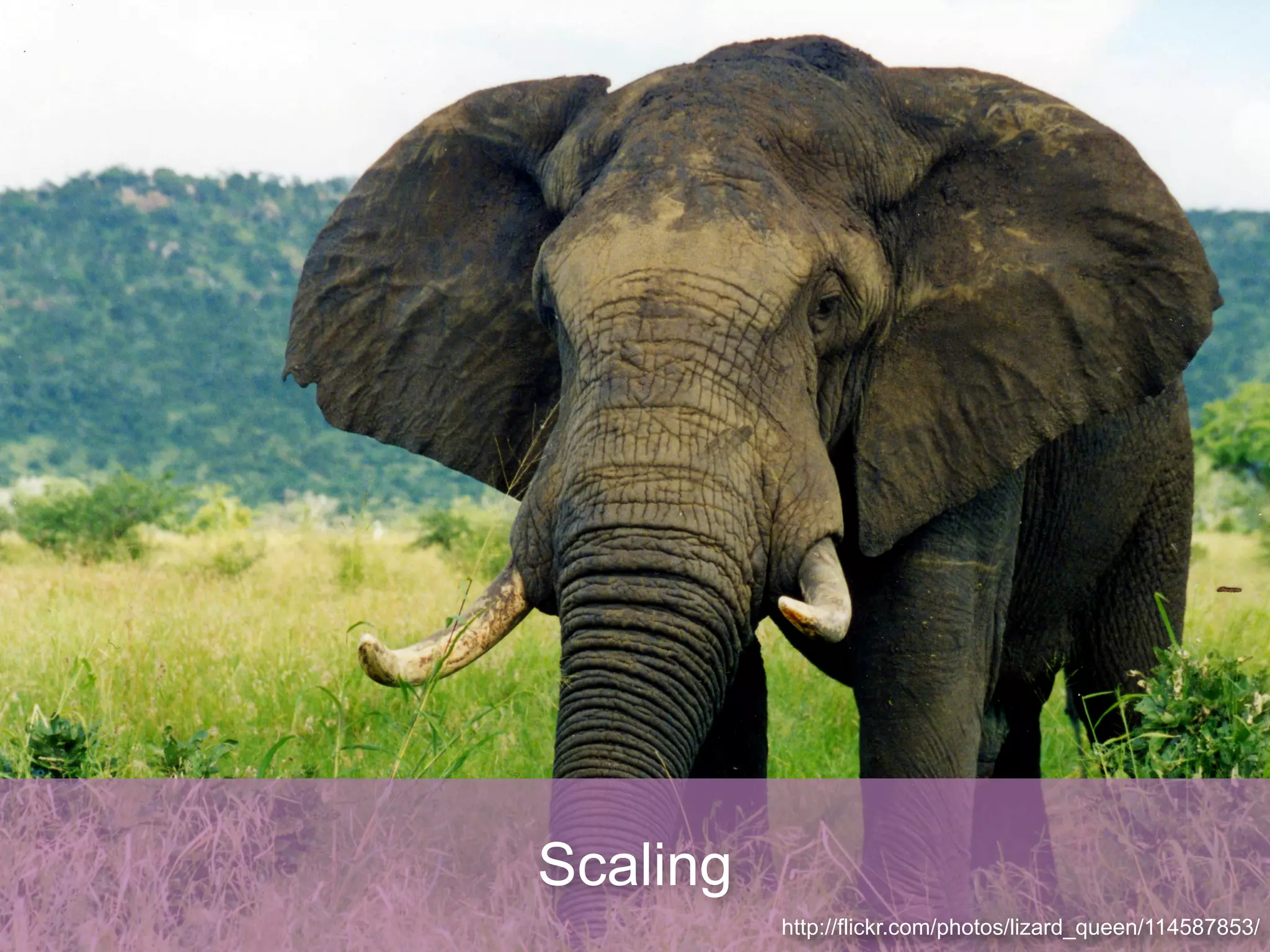 Scaling
          http://flickr.com/photos/lizard_queen/114587853/
 