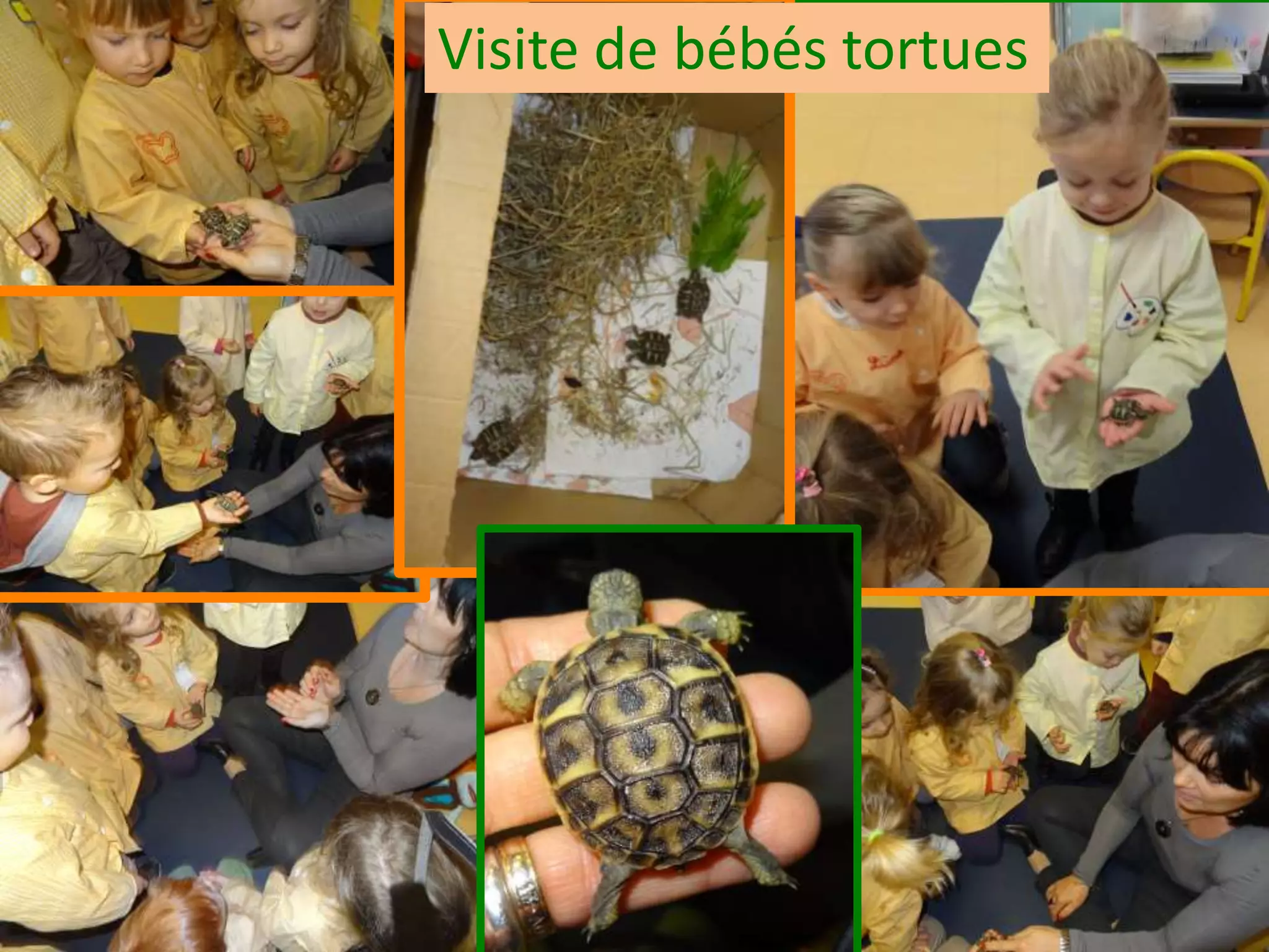 Visite de bébés tortues