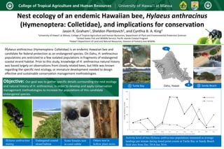 Nest ecology of an endemic Hawaiian bee, Hylaeus anthracinus
(Hymenoptera: Colletidae), and implications for conservation
Jason R. Graham1, Sheldon Plentovich2, and Cynthia B. A. King3
1University of Hawaiʻi at Mānoa, College of Tropical Agriculture and Human Resources, Department of Plant and Environmental Protection Sciences
2United States Fish and Wildlife Service, Pacific Islands Coastal Program
3Hawaiʻi Department of Land and Natural Resources, Division of Forestry and Wildlife
Hylaeus anthracinus (Hymenoptera: Colletidae) is an endemic Hawaiian bee and
candidate for federal protection as an endangered species. On Oahu, H. anthracinus
populations are restricted to a few isolated populations in fragments of endangered
coastal strand habitat. Prior to this study, knowledge of H. anthracinus natural history
was based largely on observations from closely related bees, but little was known
regarding the specific nest ecology, or immature development needed to design
effective and sustainable conservation management methodologies.
Objective: Our goal was to gather specific details surrounding the nest ecology
and natural history of H. anthracinus, in order to develop and apply conservation
management methodologies to increase the populations of this candidate
endangered species.
A
BA Turtle Bay B Sandy Beach
Activity level of two Hylaeus anthracinus populations measured as average
landings per minute during timed point counts at Turtle Bay or Sandy Beach
field sites from Dec 2014-Jan 2016.
Hylaeus anthracinus
mating
Endangered coastal
strand habitat
Some females nest
in coral rubble
Others nest in
hollow plant stems
Oahu, Hawaii
 