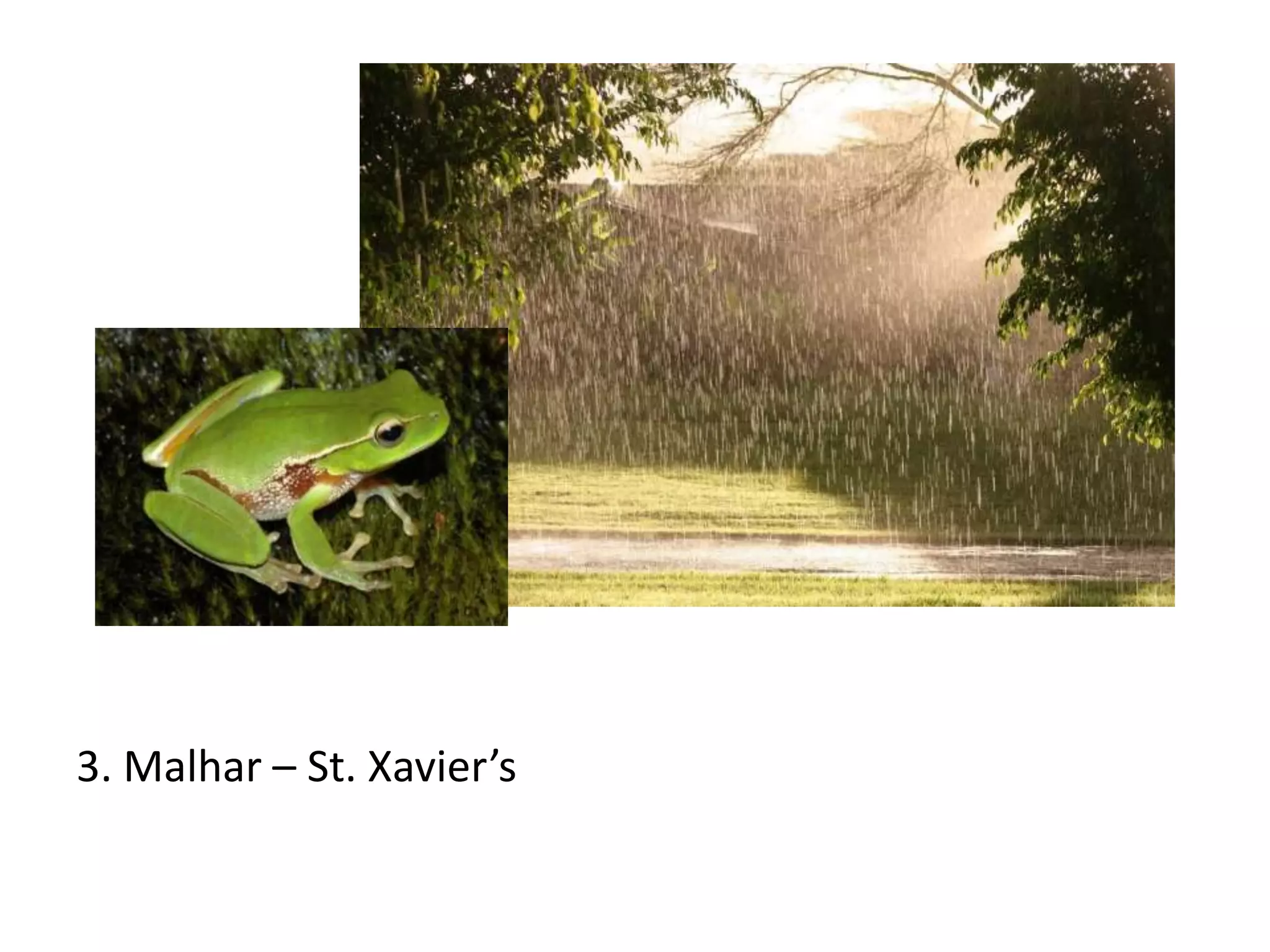 3. Malhar – St. Xavier’s

 