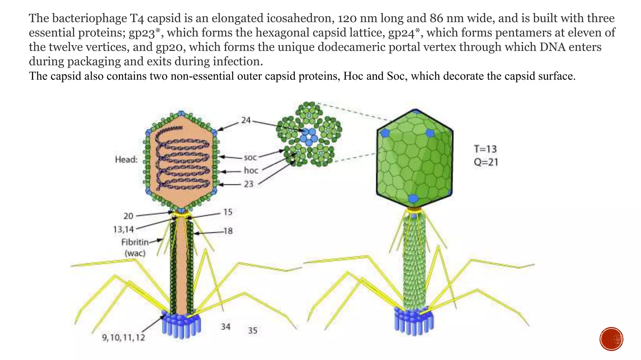 Bacteriophage Types Structure And Morphology Of T4 Phage 