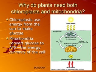 Cellular Respiration | PPT