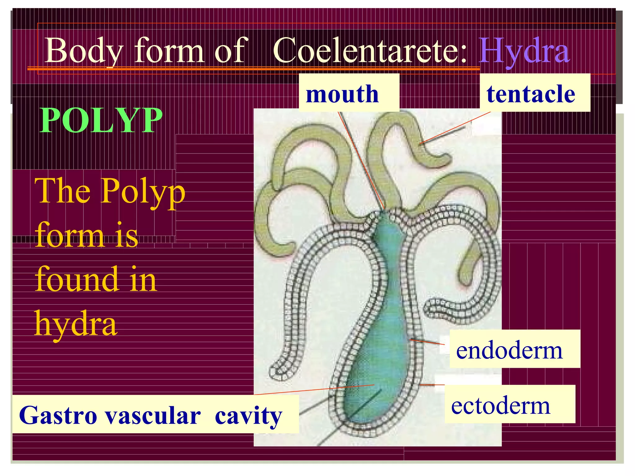 Body form of Coelentarete: Hydra
The Polyp
form is
found in
hydra
mouth tentacle
endoderm
ectodermGastro vascular cavity
POLYP
 