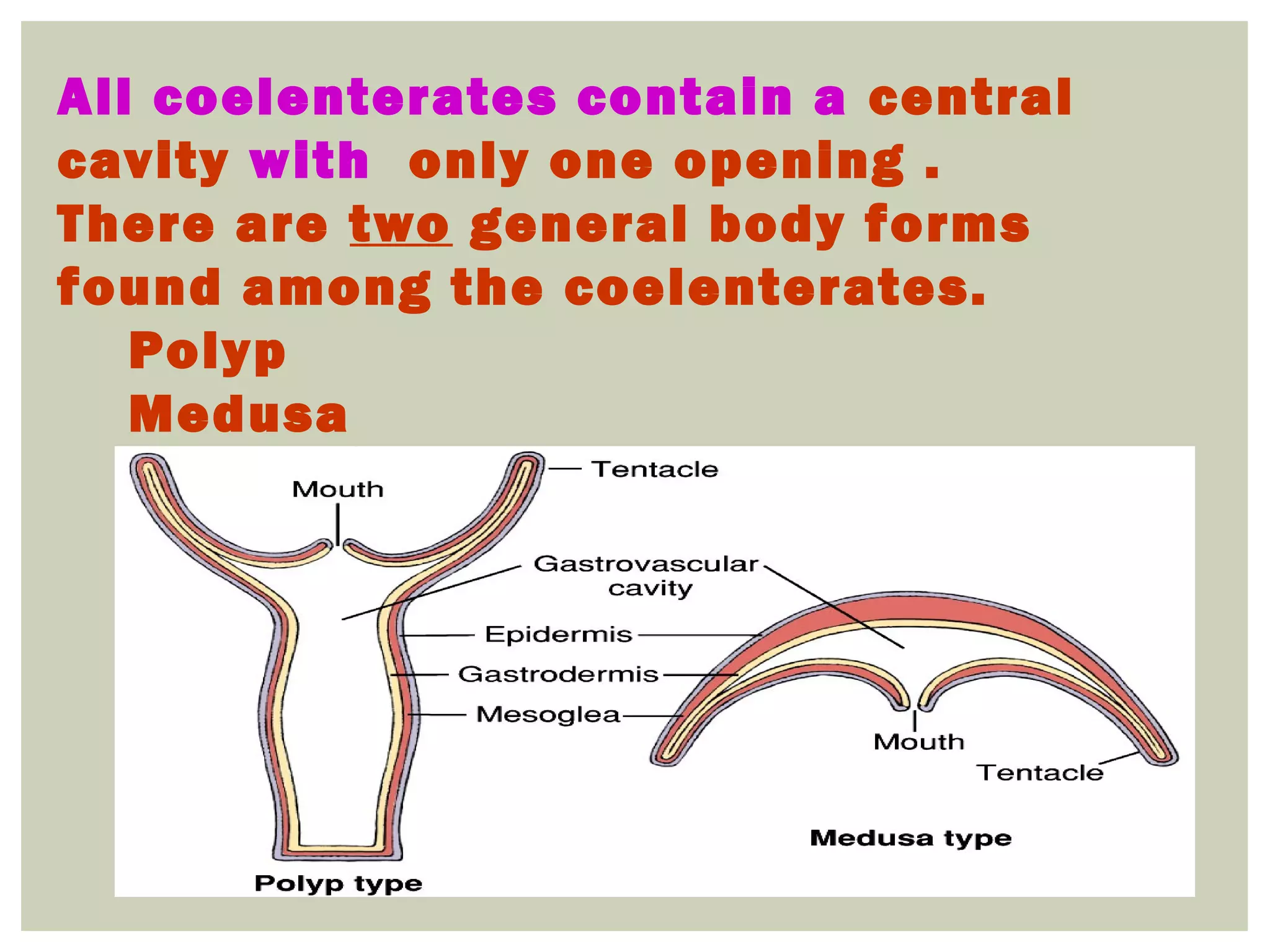 All coelenterates contain a central
cavity with only one opening .
There are two general body forms
found among the coelenterates.
Polyp
Medusa
 