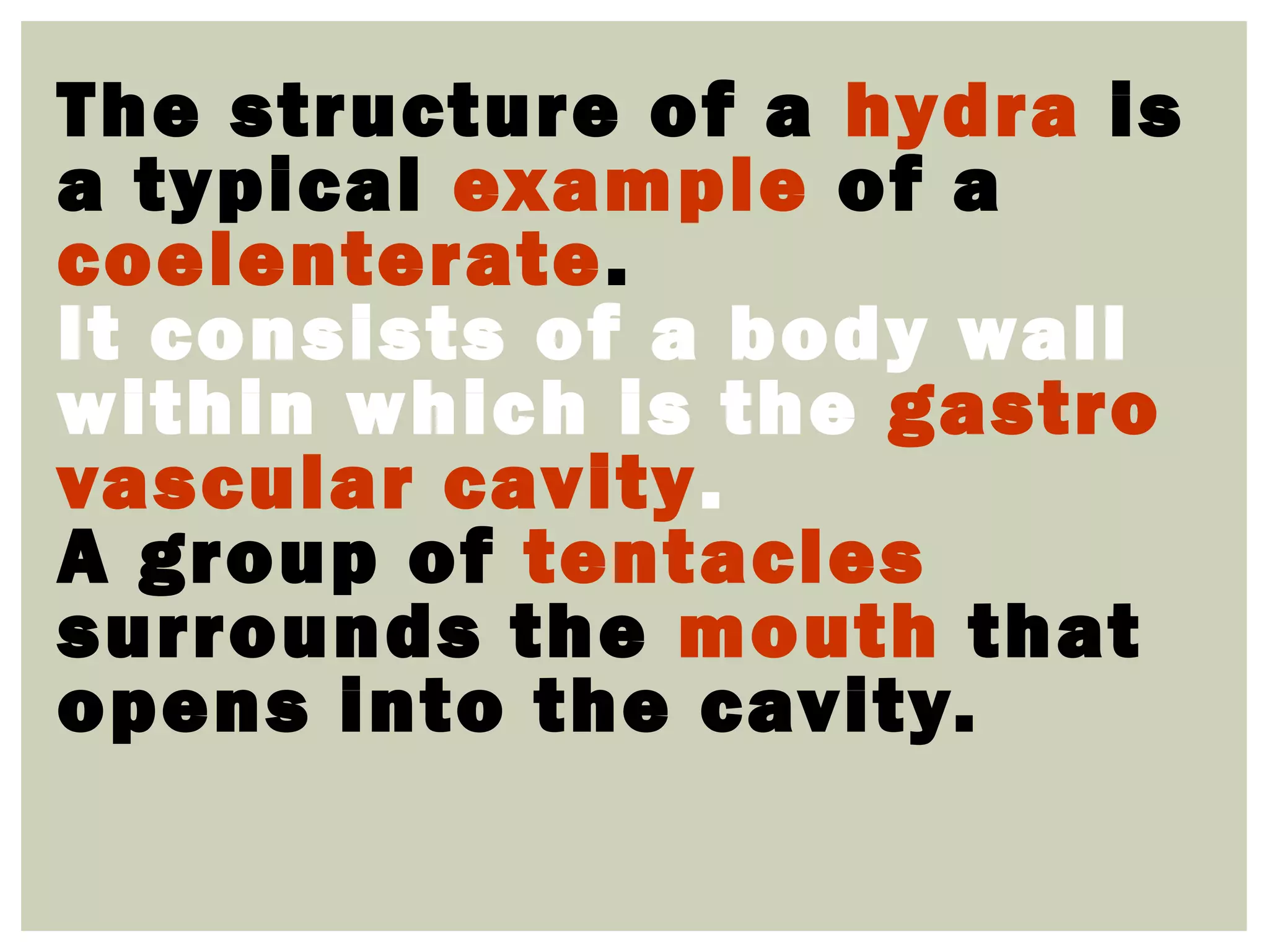 The structure of a hydra is
a typical example of a
coelenterate.
It consists of a body wall
within which is the gastro
vascular cavity.
A group of tentacles
surrounds the mouth that
opens into the cavity.
 