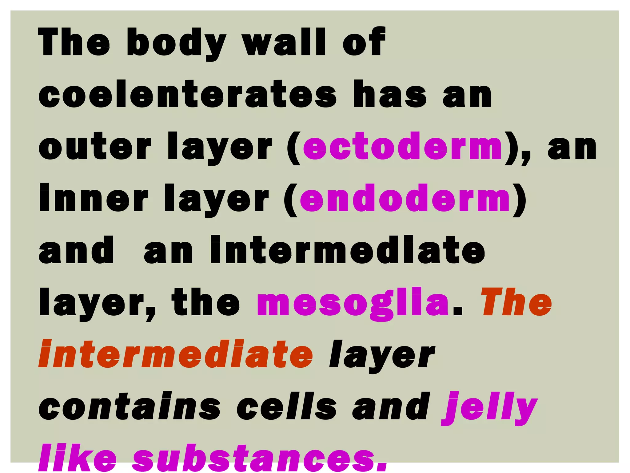 The body wall of
coelenterates has an
outer layer (ectoderm), an
inner layer (endoderm)
and an intermediate
layer, the mesoglia. The
intermediate layer
contains cells and jelly
like substances.
 