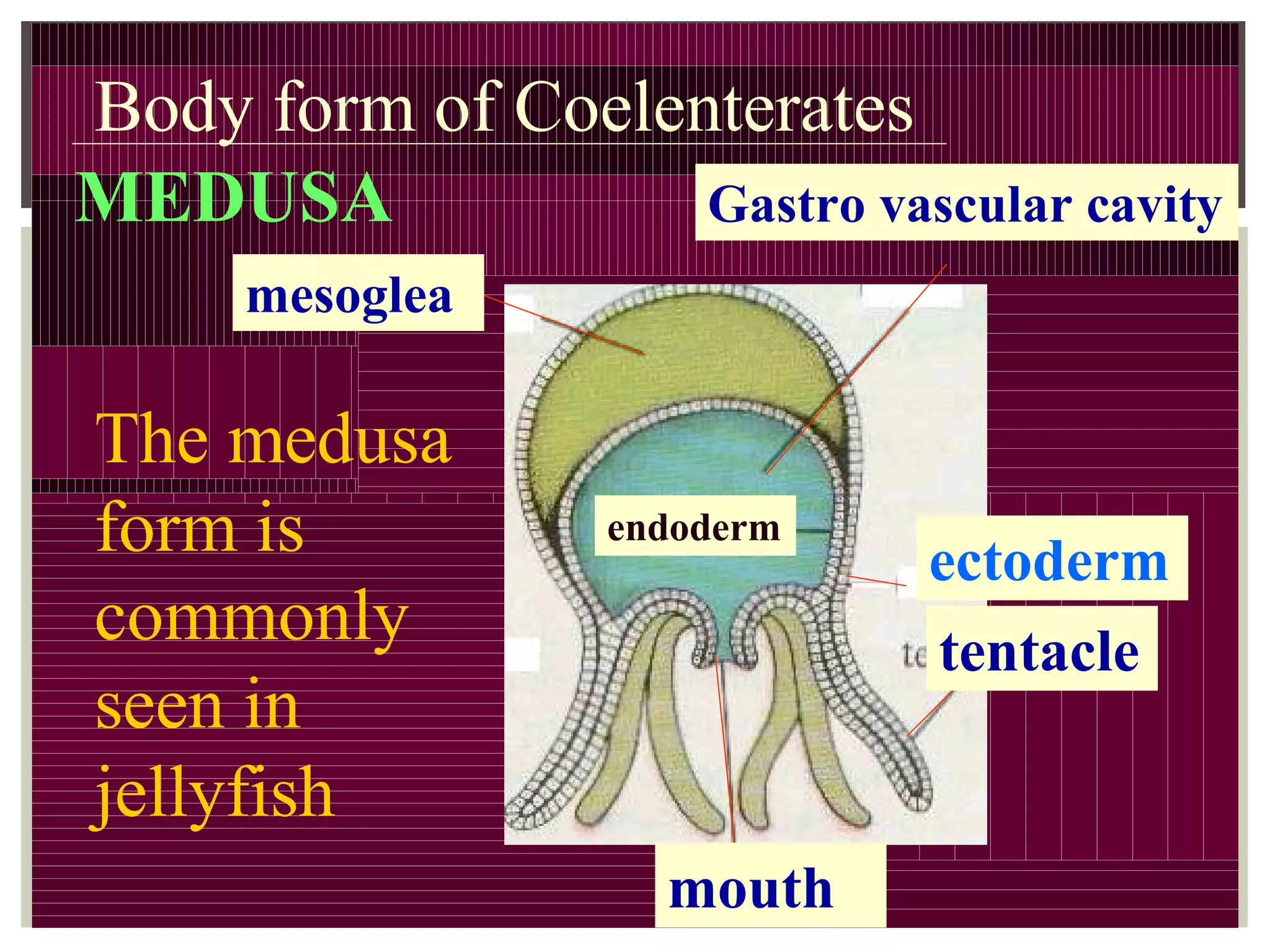 Body form of Coelenterates
tentacle
mouth
MEDUSA
mesoglea
endoderm
ectoderm
Gastro vascular cavity
The medusa
form is
commonly
seen in
jellyfish
 