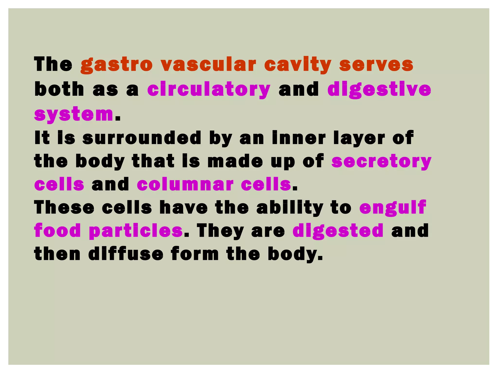 The gastro vascular cavity serves
both as a circulatory and digestive
system.
It is surrounded by an inner layer of
the body that is made up of secretory
cells and columnar cells.
These cells have the ability to engulf
food particles. They are digested and
then diffuse form the body.
 