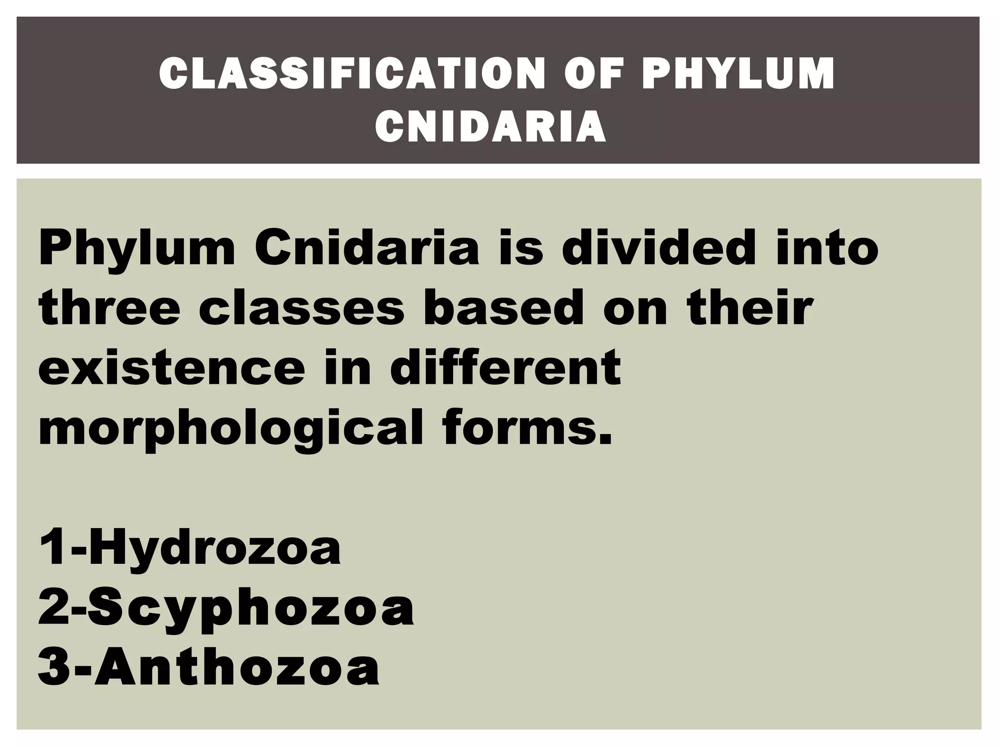 CLASSIFICATION OF PHYLUM
CNIDARIA
Phylum Cnidaria is divided into
three classes based on their
existence in different
morphological forms.
1-Hydrozoa
2-Scyphozoa
3-Anthozoa
 