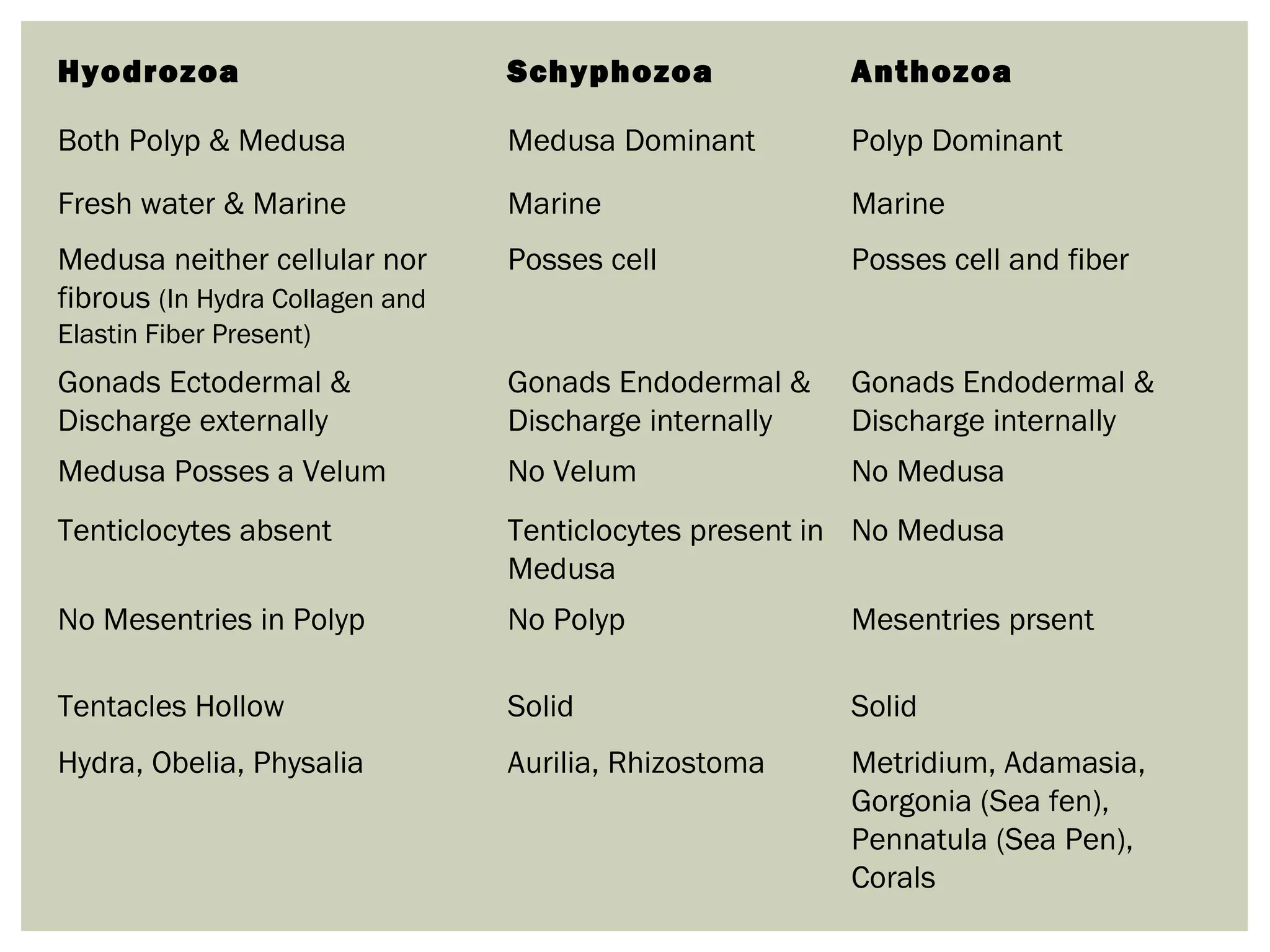 Hyodrozoa Schyphozoa Anthozoa
Both Polyp & Medusa Medusa Dominant Polyp Dominant
Fresh water & Marine Marine Marine
Medusa neither cellular nor
fibrous (In Hydra Collagen and
Elastin Fiber Present)
Posses cell Posses cell and fiber
Gonads Ectodermal &
Discharge externally
Gonads Endodermal &
Discharge internally
Gonads Endodermal &
Discharge internally
Medusa Posses a Velum No Velum No Medusa
Tenticlocytes absent Tenticlocytes present in
Medusa
No Medusa
No Mesentries in Polyp No Polyp Mesentries prsent
Tentacles Hollow Solid Solid
Hydra, Obelia, Physalia Aurilia, Rhizostoma Metridium, Adamasia,
Gorgonia (Sea fen),
Pennatula (Sea Pen),
Corals
 