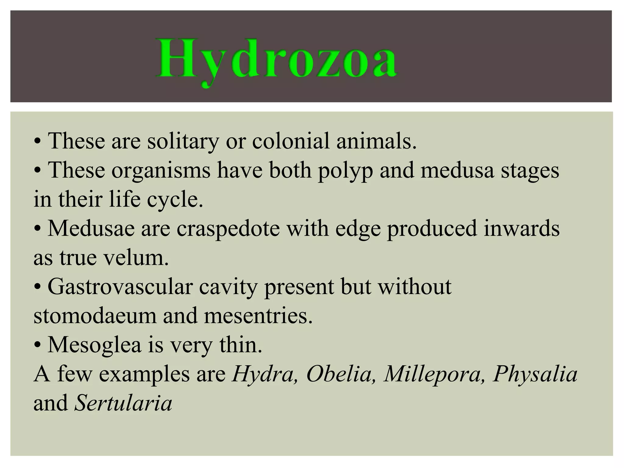 • These are solitary or colonial animals.
• These organisms have both polyp and medusa stages
in their life cycle.
• Medusae are craspedote with edge produced inwards
as true velum.
• Gastrovascular cavity present but without
stomodaeum and mesentries.
• Mesoglea is very thin.
A few examples are Hydra, Obelia, Millepora, Physalia
and Sertularia
 