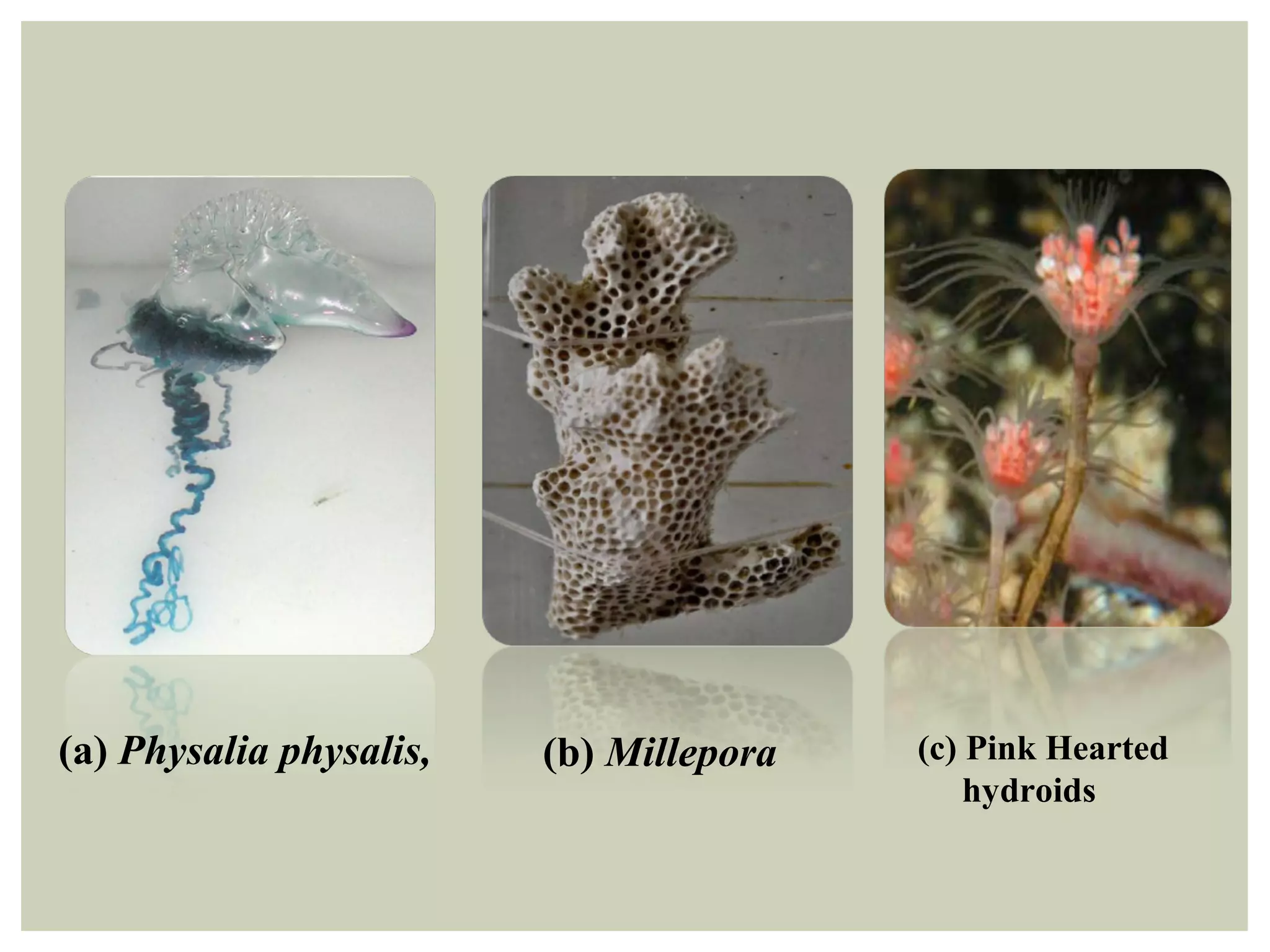 (c) Pink Hearted
hydroids
(a) Physalia physalis, (b) Millepora
 