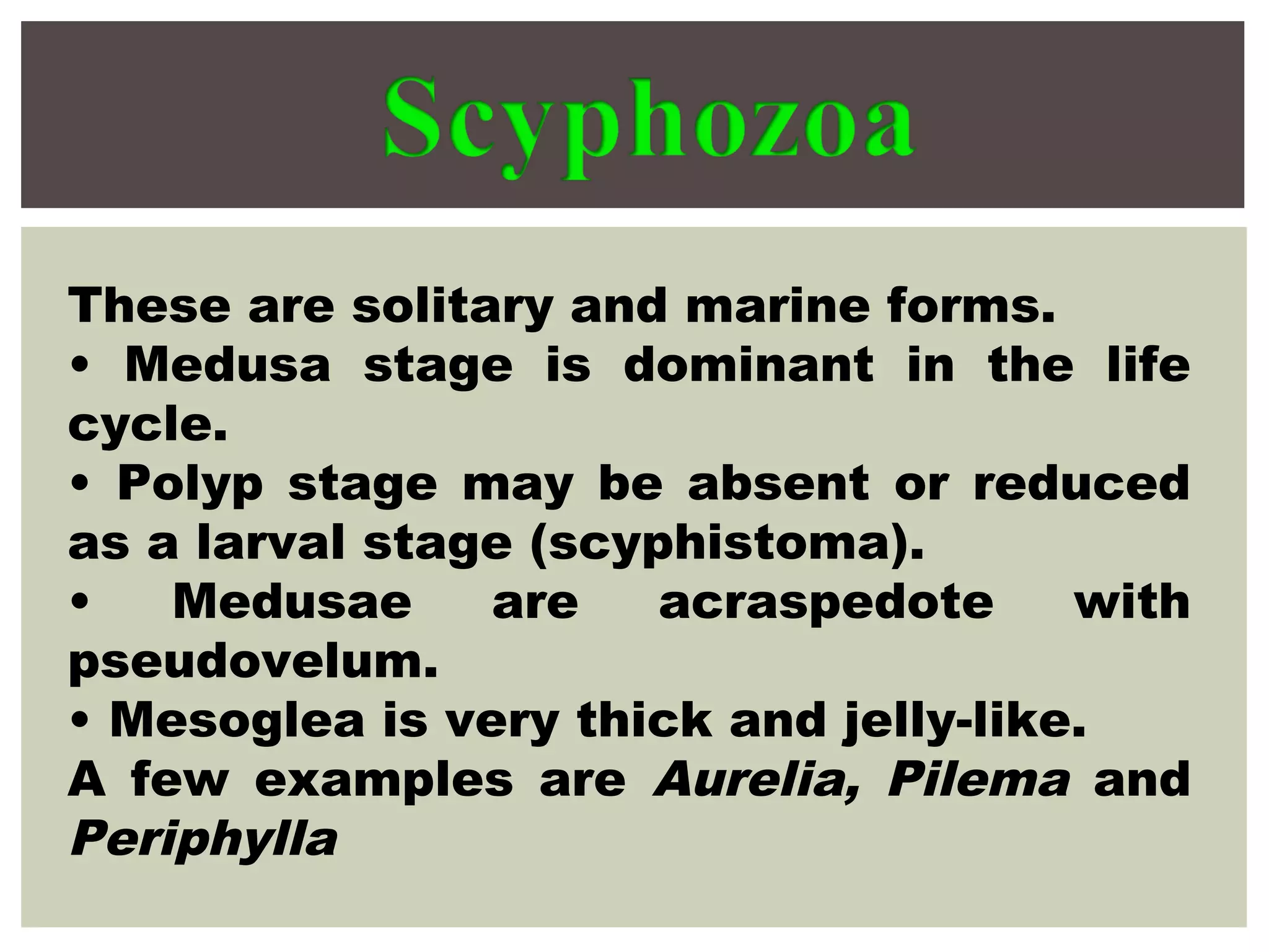 These are solitary and marine forms.
• Medusa stage is dominant in the life
cycle.
• Polyp stage may be absent or reduced
as a larval stage (scyphistoma).
• Medusae are acraspedote with
pseudovelum.
• Mesoglea is very thick and jelly-like.
A few examples are Aurelia, Pilema and
Periphylla
 