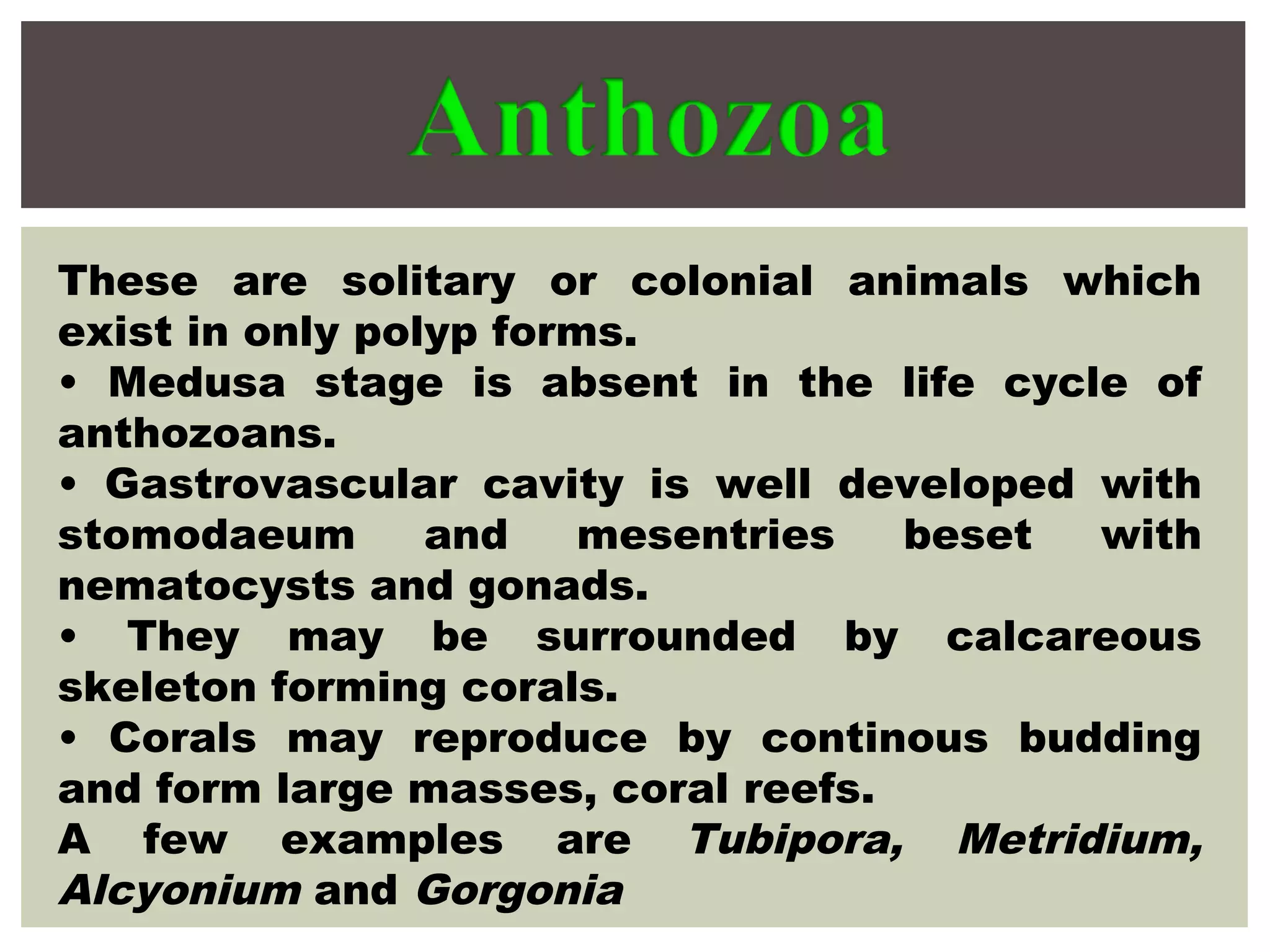 These are solitary or colonial animals which
exist in only polyp forms.
• Medusa stage is absent in the life cycle of
anthozoans.
• Gastrovascular cavity is well developed with
stomodaeum and mesentries beset with
nematocysts and gonads.
• They may be surrounded by calcareous
skeleton forming corals.
• Corals may reproduce by continous budding
and form large masses, coral reefs.
A few examples are Tubipora, Metridium,
Alcyonium and Gorgonia
 