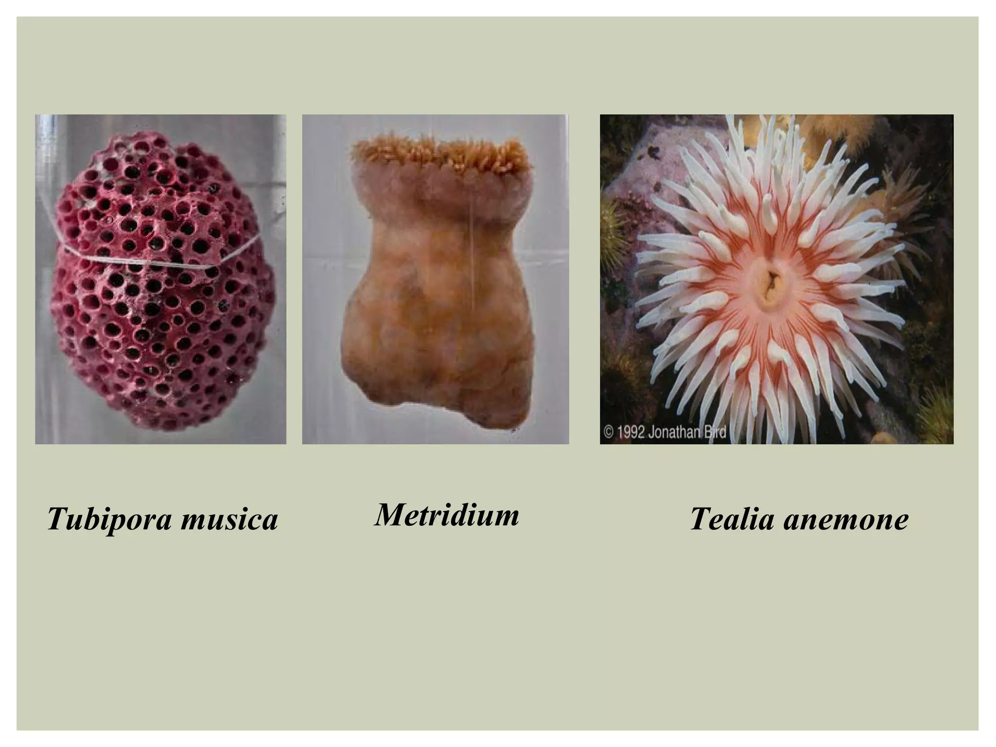 Tubipora musica Metridium Tealia anemone
 
