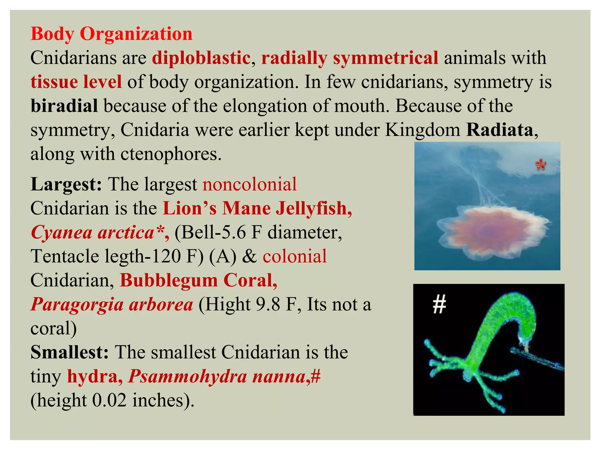 Body Organization
Cnidarians are diploblastic, radially symmetrical animals with
tissue level of body organization. In few cnidarians, symmetry is
biradial because of the elongation of mouth. Because of the
symmetry, Cnidaria were earlier kept under Kingdom Radiata,
along with ctenophores.
Largest: The largest noncolonial
Cnidarian is the Lion’s Mane Jellyfish,
Cyanea arctica*, (Bell-5.6 F diameter,
Tentacle legth-120 F) (A) & colonial
Cnidarian, Bubblegum Coral,
Paragorgia arborea (Hight 9.8 F, Its not a
coral)
Smallest: The smallest Cnidarian is the
tiny hydra, Psammohydra nanna,#
(height 0.02 inches).
 