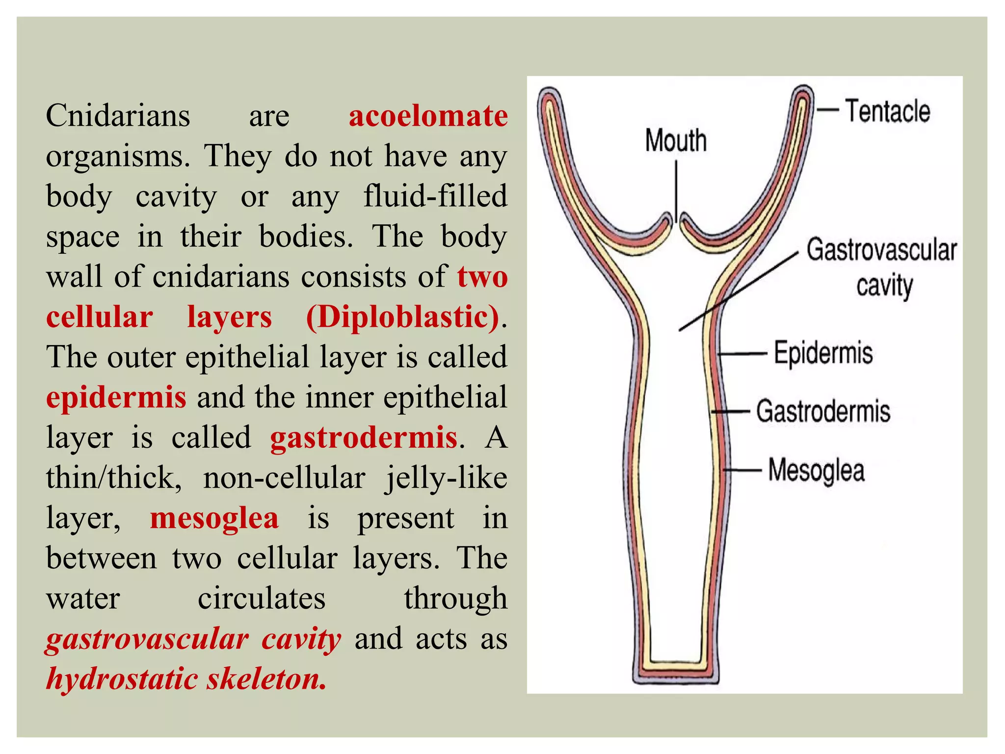 Cnidarians are acoelomate
organisms. They do not have any
body cavity or any fluid-filled
space in their bodies. The body
wall of cnidarians consists of two
cellular layers (Diploblastic).
The outer epithelial layer is called
epidermis and the inner epithelial
layer is called gastrodermis. A
thin/thick, non-cellular jelly-like
layer, mesoglea is present in
between two cellular layers. The
water circulates through
gastrovascular cavity and acts as
hydrostatic skeleton.
 