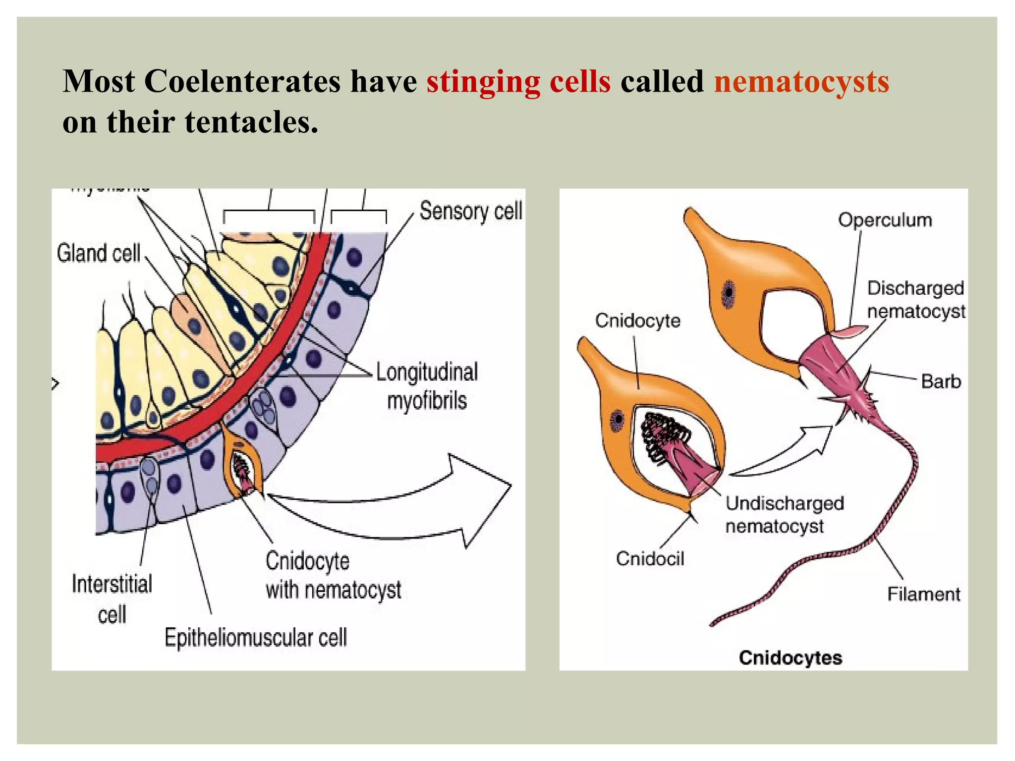 Most Coelenterates have stinging cells called nematocysts
on their tentacles.
 